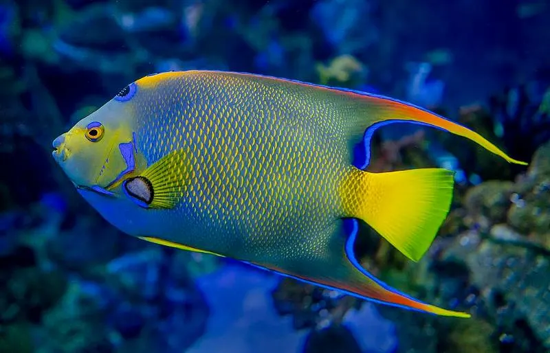 Queen Angelfish