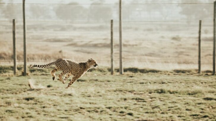 Cheetah Running on a Field to catch prey