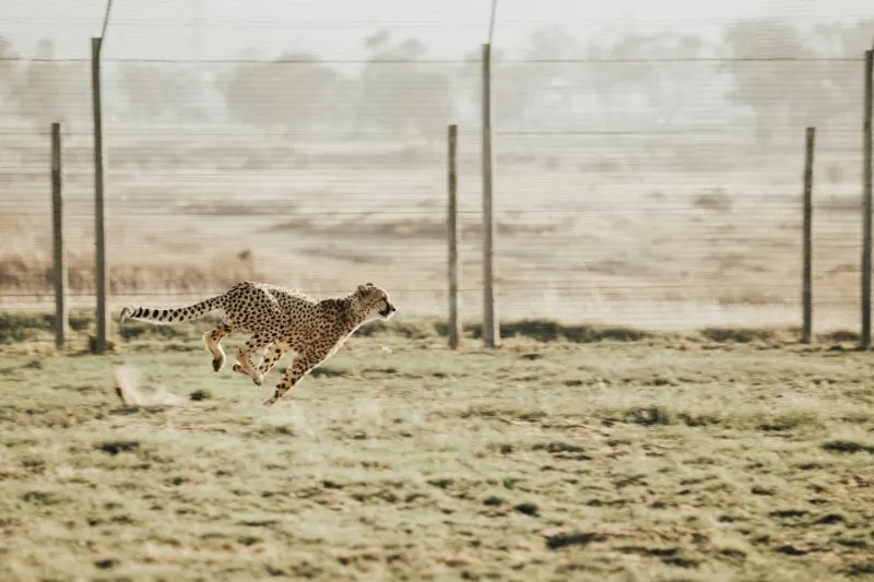 Cheetah Running on a Field to catch prey