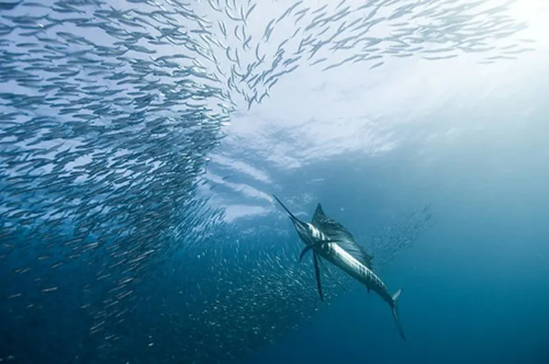 Sailfish and School of Fish