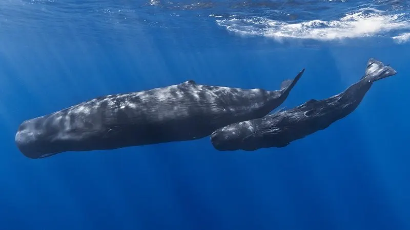 16 Fastest Animals in the World 7 Mother and Child Sperm Whale