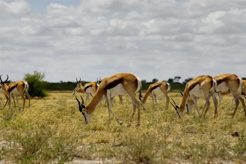 Herd of Springbok