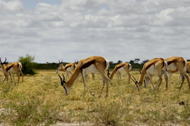 16 Fastest Animals in the World 4 Herd of Springbok