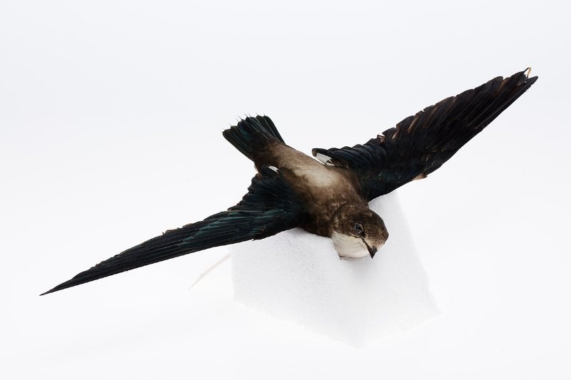 Body of a White-Throated Needletail Swift