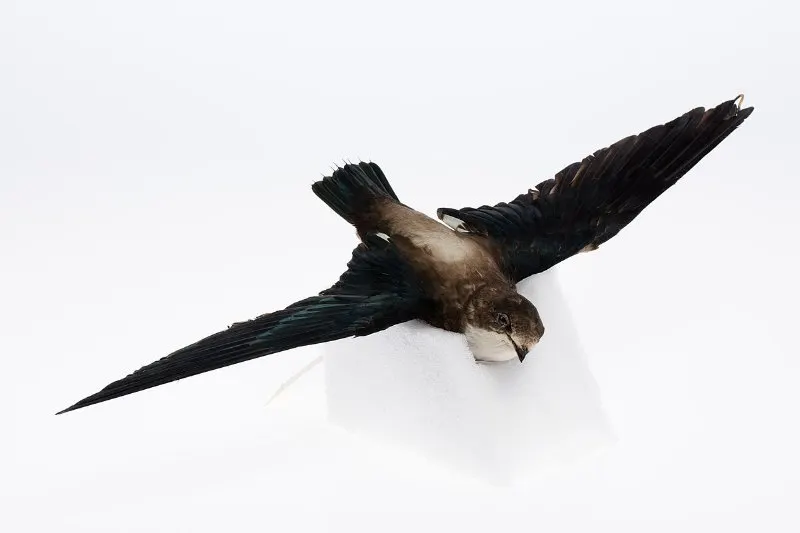 16 Fastest Animals in the World 14 Body of a White-Throated Needletail Swift