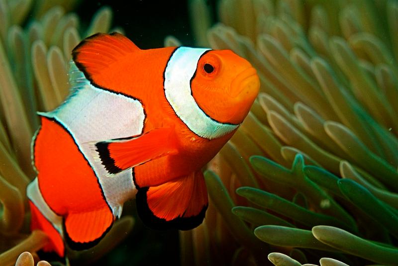 clownfish in a coral reef