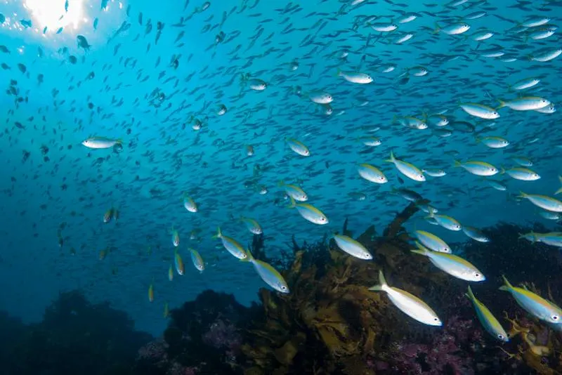 Is a Fish an Animal? Here's What You Need to Know 9 fish abundance