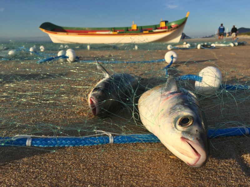 Fish Caught in Net