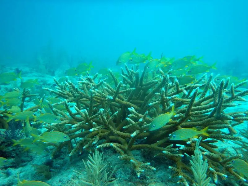 fish habitat and other reef animals