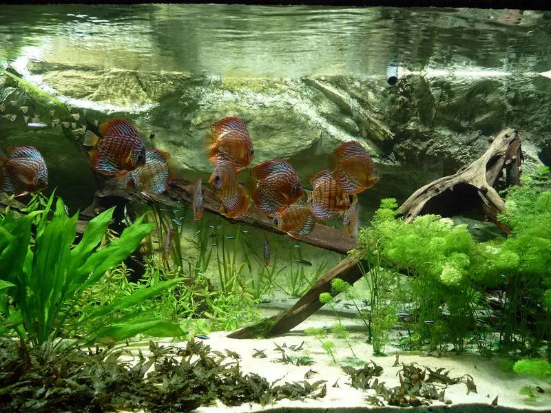 Is a Fish an Animal? Here's What You Need to Know 11 freshwater fishes