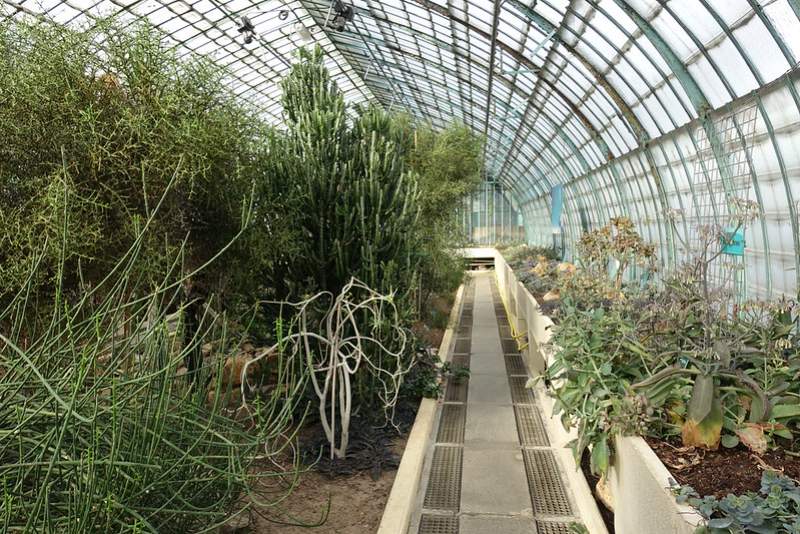 greenhouse with succulent plants