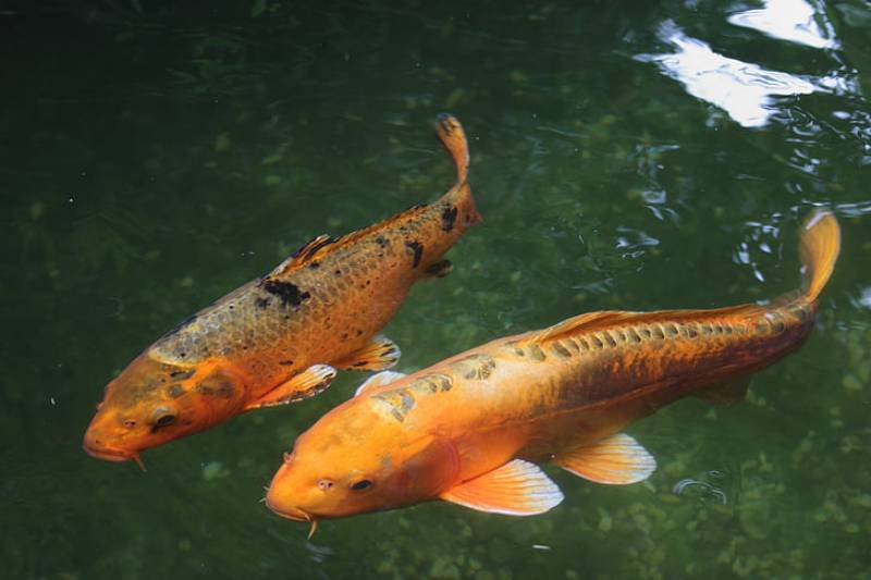 koi freshwater fish