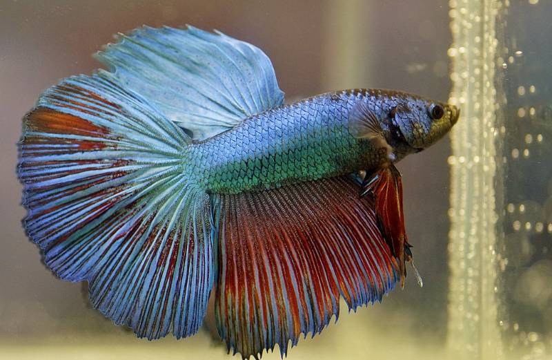 male betta fish