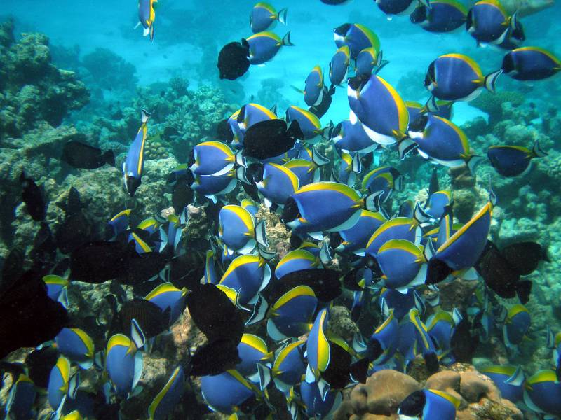 marine blue fishes