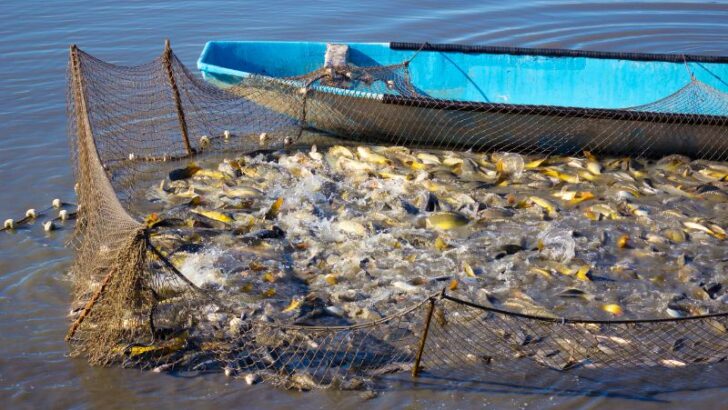 Example of Overfishing