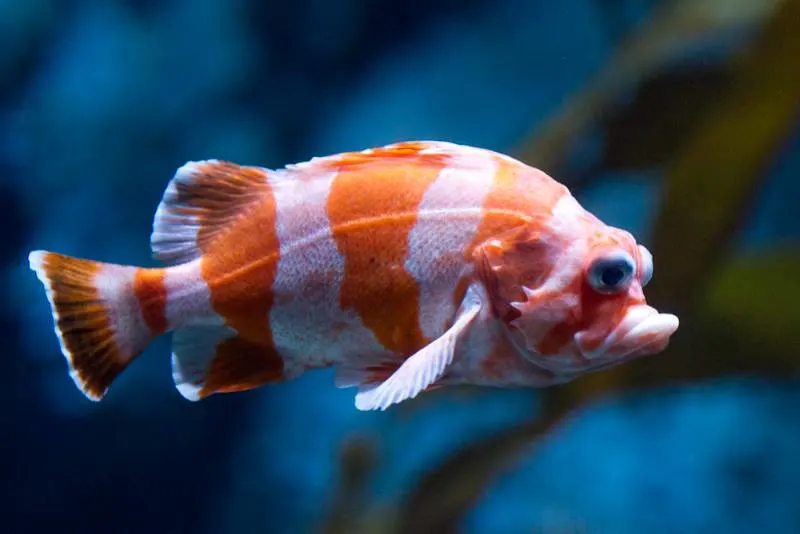 sad orange fish