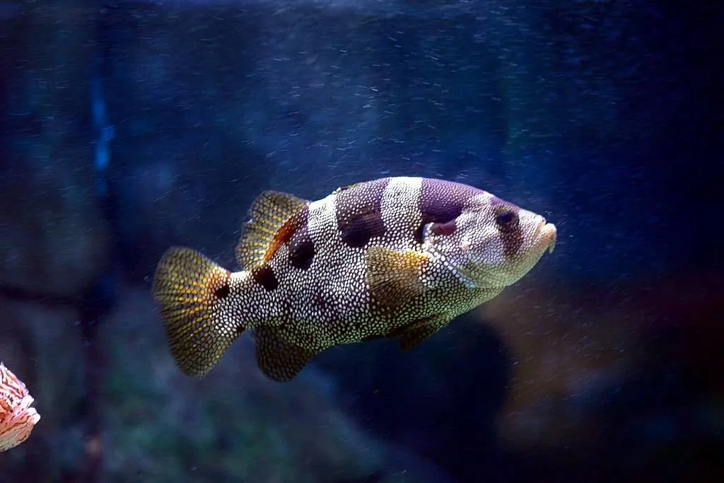 striped fish underwater