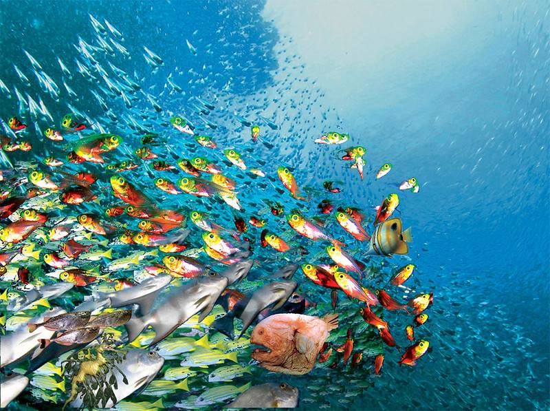 swirling fish underwater