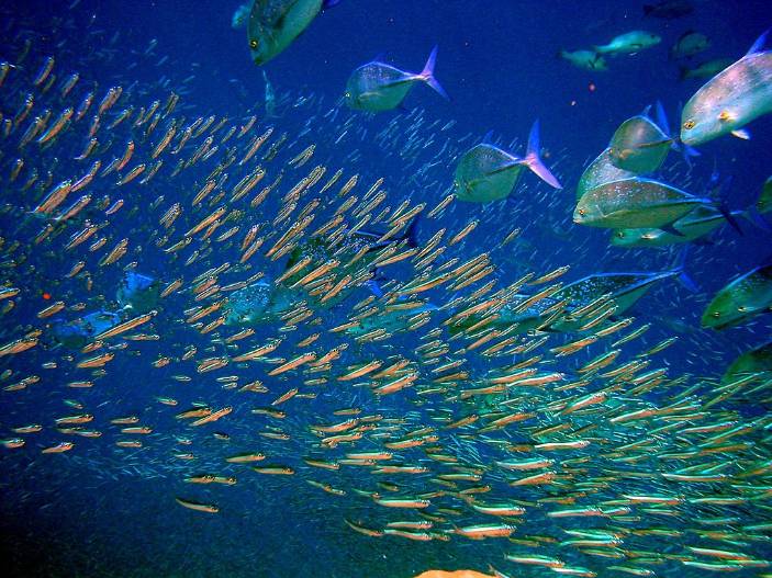 underwater groups of fish