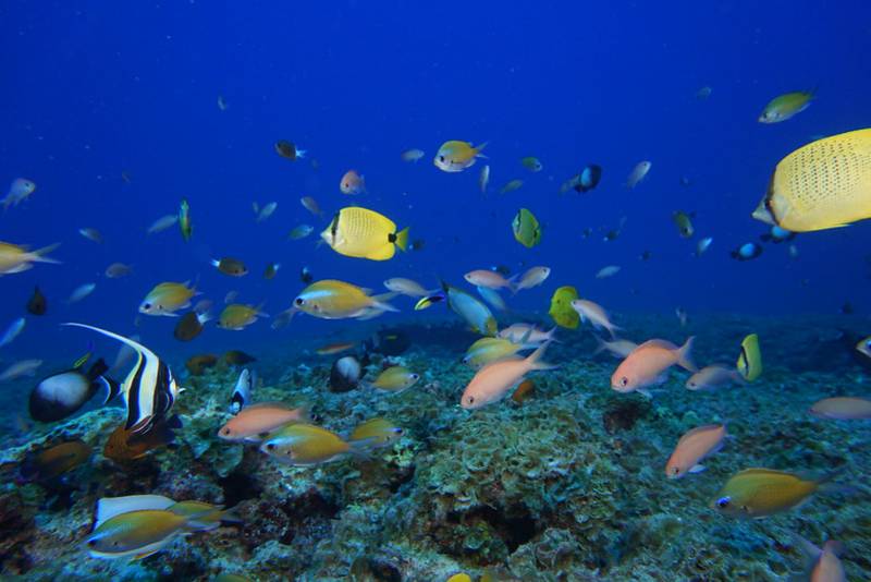 variety of colorful fish species