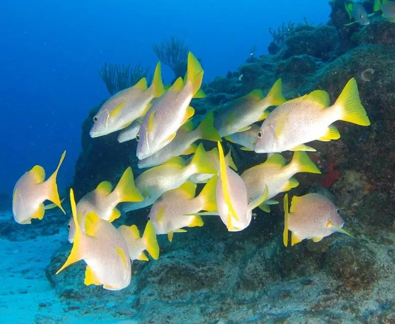 Is a Fish an Animal? Here's What You Need to Know 6 yellow tail fish