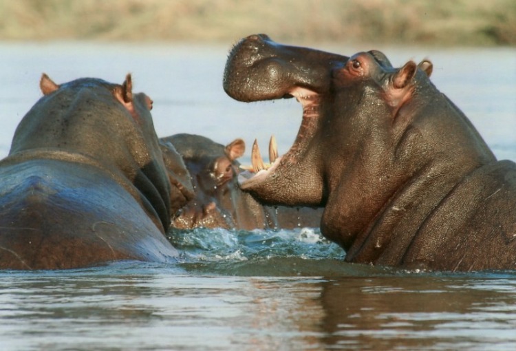 Black Hipopotamus in the water