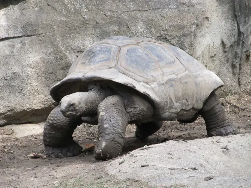 Black Tortoise Standing