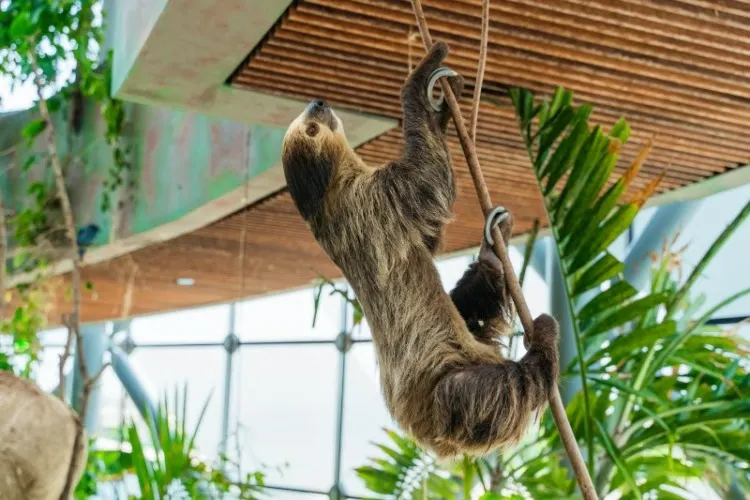 13 Different Animals That Can't Jump 13 Different Animals That Can't Jump
