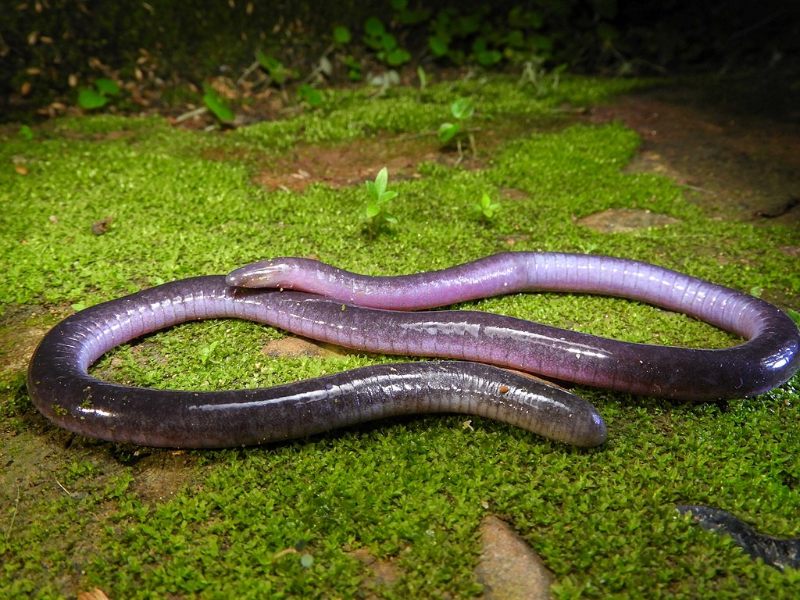 Caecilia on grass