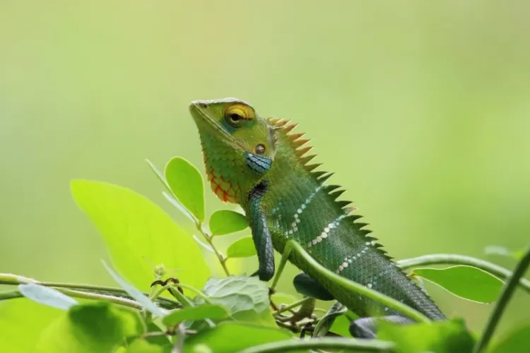 Green Chameleon