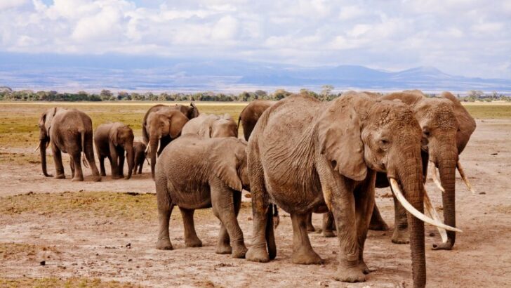 Group of Elephants Walking on Daytime and the biggest animals that can't jump