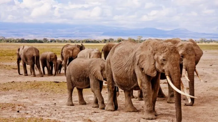 Group of Elephants Walking on Daytime and the biggest animals that can't jump