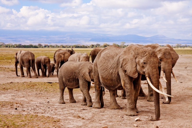 Group of Elephants Walking on Daytime