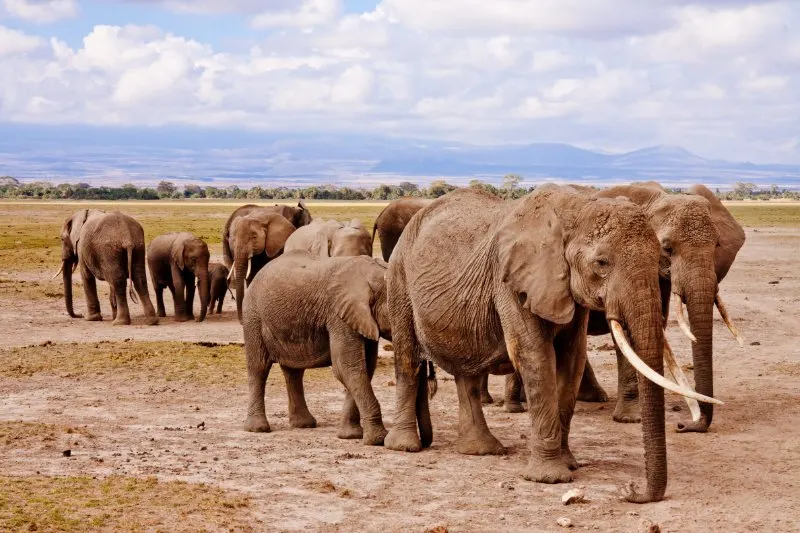 13 Different Animals That Can't Jump 1 Group of Elephants Walking on Daytime