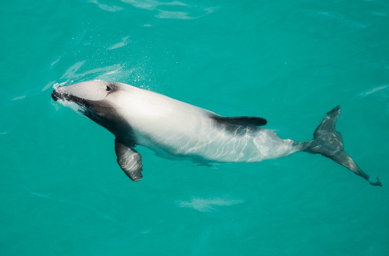 Hector's dolphins above water surface