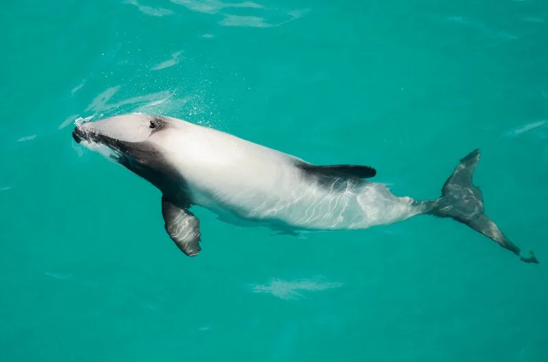 Hector’s Dolphin: Is It Endangered? 1 Hector's dolphins above water surface