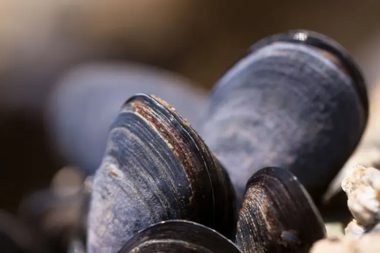13 Different Animals That Can't Jump 12 blue clams
