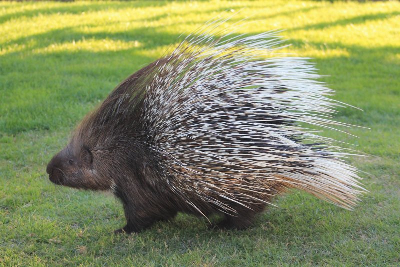 brown porcupine