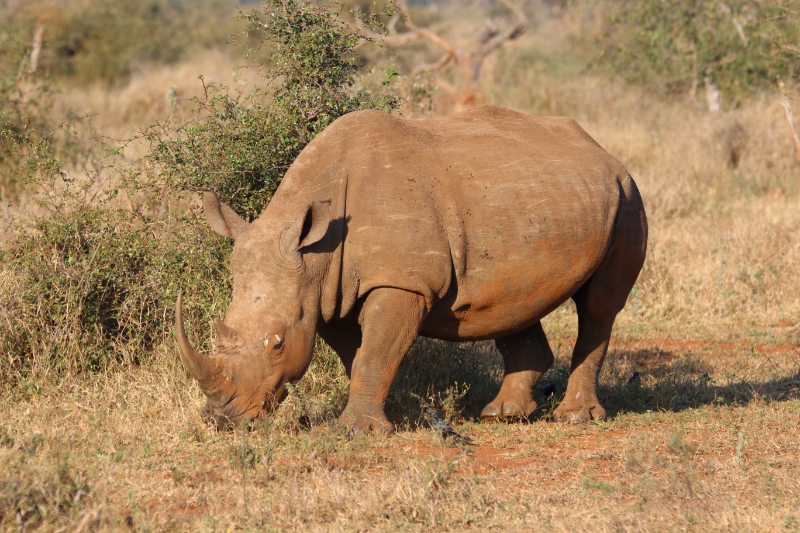 13 Different Animals That Can't Jump 13 Different Animals That Can't Jump