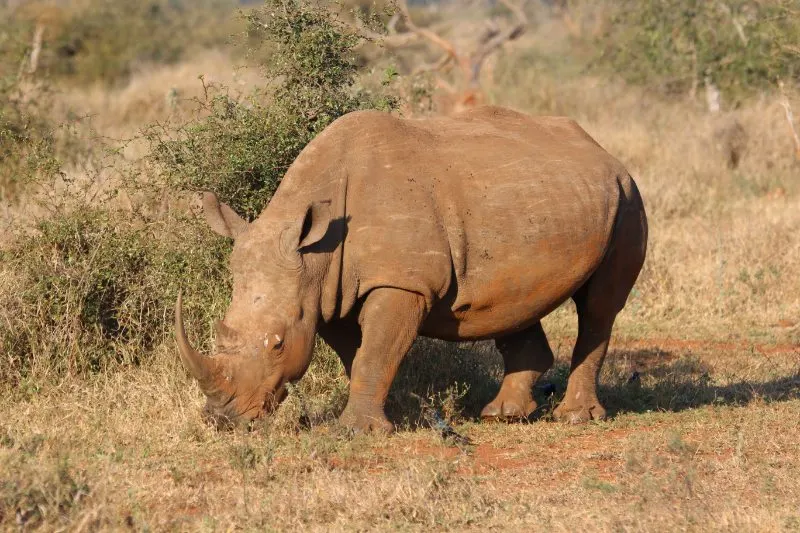 brown rhino in open field