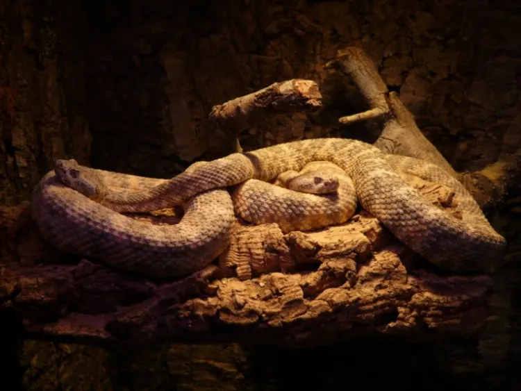 brown cobras on a bark