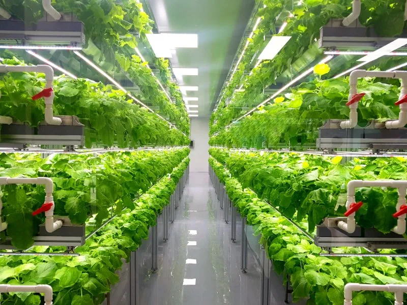 Fresh Vegetables grown in indoor farm