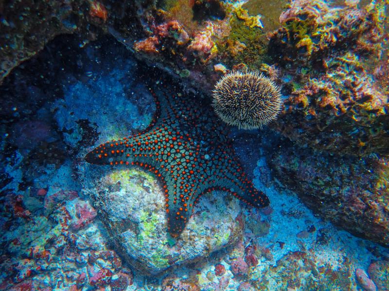 starfish underwater