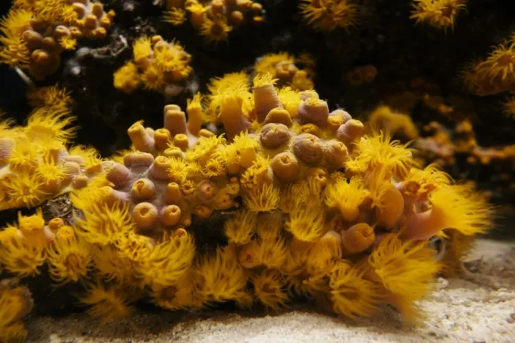 yellow sea sponges underwater