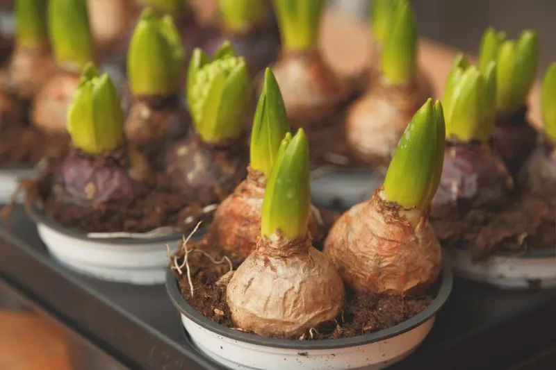 Easy Plant Propagation Techniques to Start Today 6 Flower bulbs in pots