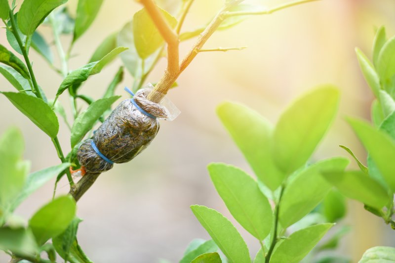 grafting tree plant