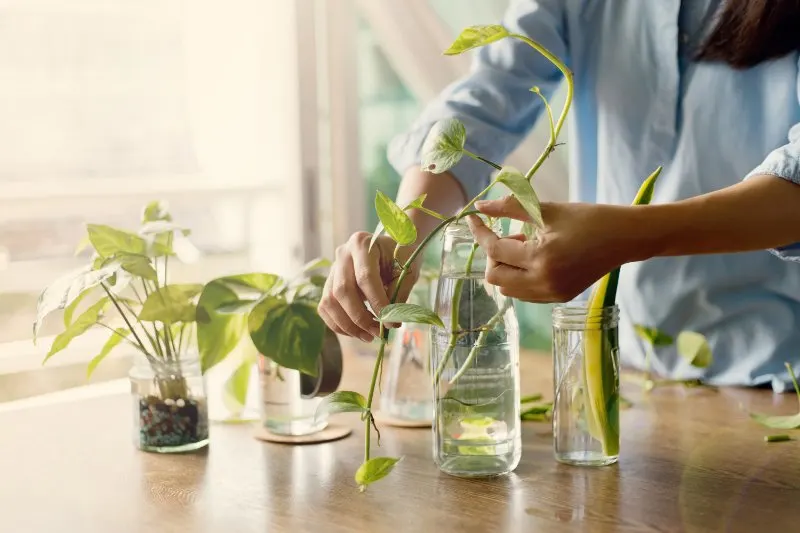 Easy Plant Propagation Techniques to Start Today 1 Water propagation for indoor plants