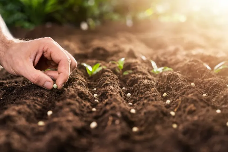 Hand Planting Seeds In Soil