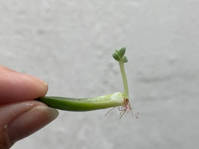 Baby succulent plant  from a single succulent leaf 