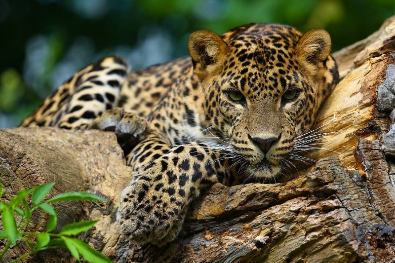 jaguar on a tree.